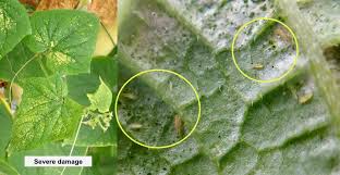 Image result for thrips damage on cucumber