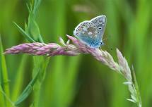 Butterfly Walk - Riddlesdown