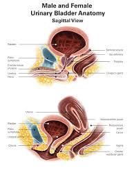 Image result for Bladder Anatomy