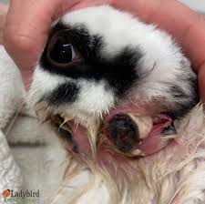 Image result for cuterebriasis in dogs