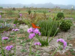 Picking a flower reduces the ability of a population of wildflowers to sustain itself. Ceu Course Native Wildflowers And Grasses For Central And North Florida Zones 8 9 Florida Association Of Native Nurseries Fann