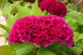 Seeds 50 Seed Pack Plumed Cockscomb Celosia Argentea Var Cristata 50 Tiny Seeds Red Annual Flower Annual Bedding Plant Serendipity Seeds Walmart Com Walmart Com