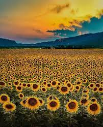 Qirra Quinn On Instagram Follow For More Sunflower Field In France Rate This Place From 1 10 Nature Photography Beautiful Nature Sunflower Fields