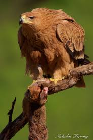 Birds That Start With Q In Spanish Juvenile Spanish Imperial Eagle Eagle Birds Of Prey Wild Birds