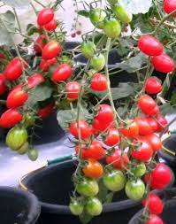 Maybe you would like to learn more about one of these? Jual Berisi 150 Biji Benih Buah Tomat Anggur Merah Lonjong Import Di Lapak Seed Entrepreneur Bukalapak