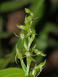 Image result for Habenaria attenuata
