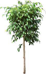 Ficus Benjamina Ficus Benjamina Ficus Tree Care Ficus
