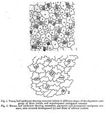 Image result for Vahlia digyna