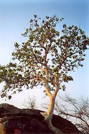 Heaving soil at the base of the tree. File This Fig Tree Can Split Rocks 305867160 Jpg Wikimedia Commons