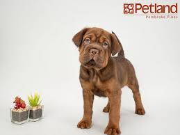 The wolverine state is no stranger to pets as a good percentage of the state's occupants are proud pet owners. Petland Florida Has Mini Hippo Puppies For Sale Interested In Finding Out More About This Breed Check Out Our Availabl Puppy Friends Puppies Puppies For Sale