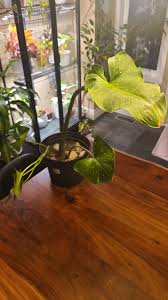 Image result for Nesaea sarcophylla