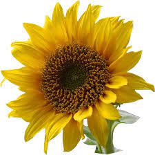 Kansas Day Lapbook For Kids Kids Activities Saving Money Home Management Motherhood On A Dime Sunflower Wallpaper Sunflower Images Sunflower Pictures