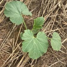 Each seed packet will list how long on if you're feeling ambitious, plant the seeds in pumpkin hills — mounds of dirt slightly raised off of the ground. Wegmeyer Farms Baby Pumpkin Plants In The Early Stages Facebook