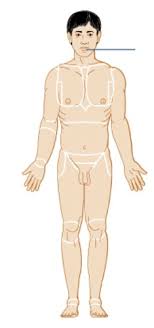 These chapters provide a foundation for the further study of the body. Anatomy And Physiology Set 2 Body Regions Flashcards Questions And Answers Quizlet