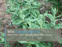 Image result for Fadogia tomentosa
