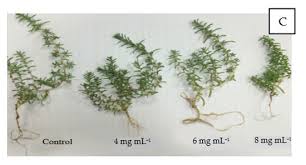 Image result for Enteropogon rupestris