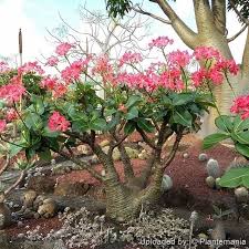 Image result for Pachypodium