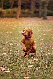 Find vizsla puppies for sale with pictures from reputable vizsla breeders. Vizsla Breed Of The Week Urban Dog