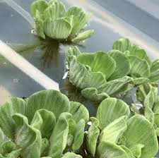 Image result for Pistia