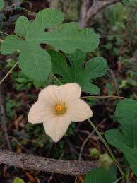 Image result for Coccinia adoensis