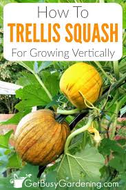 Apr 02, 2021 · most zucchini varieties are available in two cultivator categories: How To Grow Squash Vertically Ultimate Squash Trellising Guide