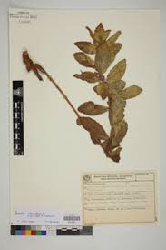 Image result for Ipomoea chloroneura