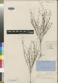 Image result for Oldenlandia echinulosa