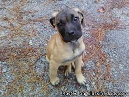 Get a boxer, husky, german shepherd, pug, and more on kijiji, canada's #1 local classifieds. Young Adult Presa Canarios For Sale Cheap In Atlanta Georgia Price 850 For Sale In Marietta Georgia Best Pets Online