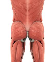 It is in the deepest layer of muscle on the outer hip, lying deep to the gluteus medius and situated. Glutes Gluteus Maximus Anatomy Muscles Stock Illustration Illustration Of Muscle Hand 32284133