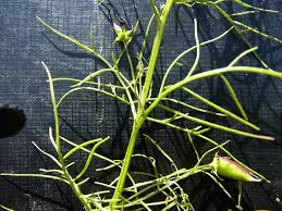 Image result for Rhamphicarpa