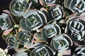 Image result for Kalanchoe rotundifolia