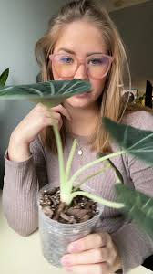 Ripped Alocasia Leaf