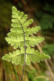 Image result for Cheilanthes inaequalis