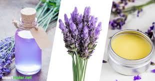 7 Lavendel Rezepte Um Die Bluten Furs Ganze Jahr Zu Konservieren Lavendel Rezepte Lavendel Lavendelbluten