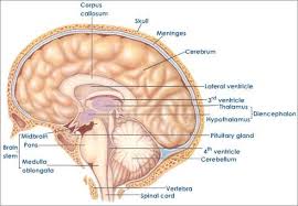 Cerebrum Function And Structure Cerebrum Function Cerebrum Function Pons Brain Central Nervous System