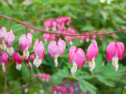 Target.com has been visited by 1m+ users in the past month How To Grow Bleeding Hearts Greenhouse Today