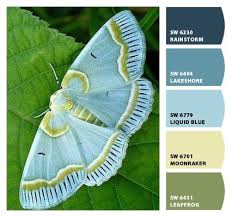 Check spelling or type a new query. Paint Colors From Colorsnap By Sherwin Williams Beautiful Butterflies Beautiful Butterfly Photography Beautiful Bugs