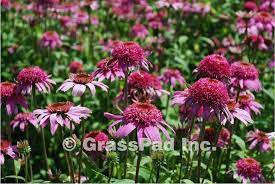 Where To Buy Sod Grass Seed Fertilizer In Kansas City Flowers Perennials Where To Buy Sod Flower Garden