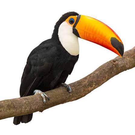 5,900+ Pecker Stock Photos, Pictures & Royalty-Free Images - iStock