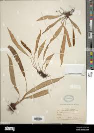 Image result for Elaphoglossum spathulatum