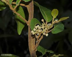 Image result for Dichapetalum