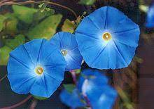 So, if you have experiences to share with other amateurs over the world, please write a comment concerning Ipomoea Tricolor Wikipedia