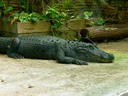 Pin On Zoo De Beauval Vivarium