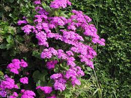 We did not find results for: Gorgeous Flowers Along The Roadside In N Z Plants Flowers Gorgeous