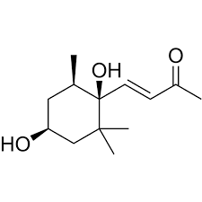 Image result for Boscia salicifolia