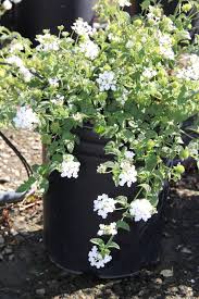 Lantana Montevidensis Trailing White Container Plants Container Flowers Landscaping Plants