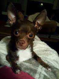 Chihuahua Puppy Baby Dog Cachorros Adorables Perros Cachorros