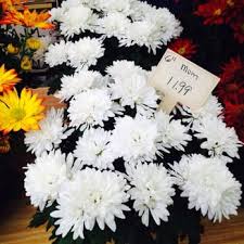 Bring customers a professional presence, reasonable prices and. Peterson S Nursery 20 Photos Nurseries Gardening 3730 Lawrenceville Rd Princeton Nj Phone Number Yelp