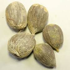 Image result for Elaeis