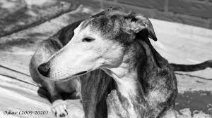 Herzlich willkommen bei sos martosdogs toretos. Initiative Windhundhilfe E V Greyhound Rude Oskar